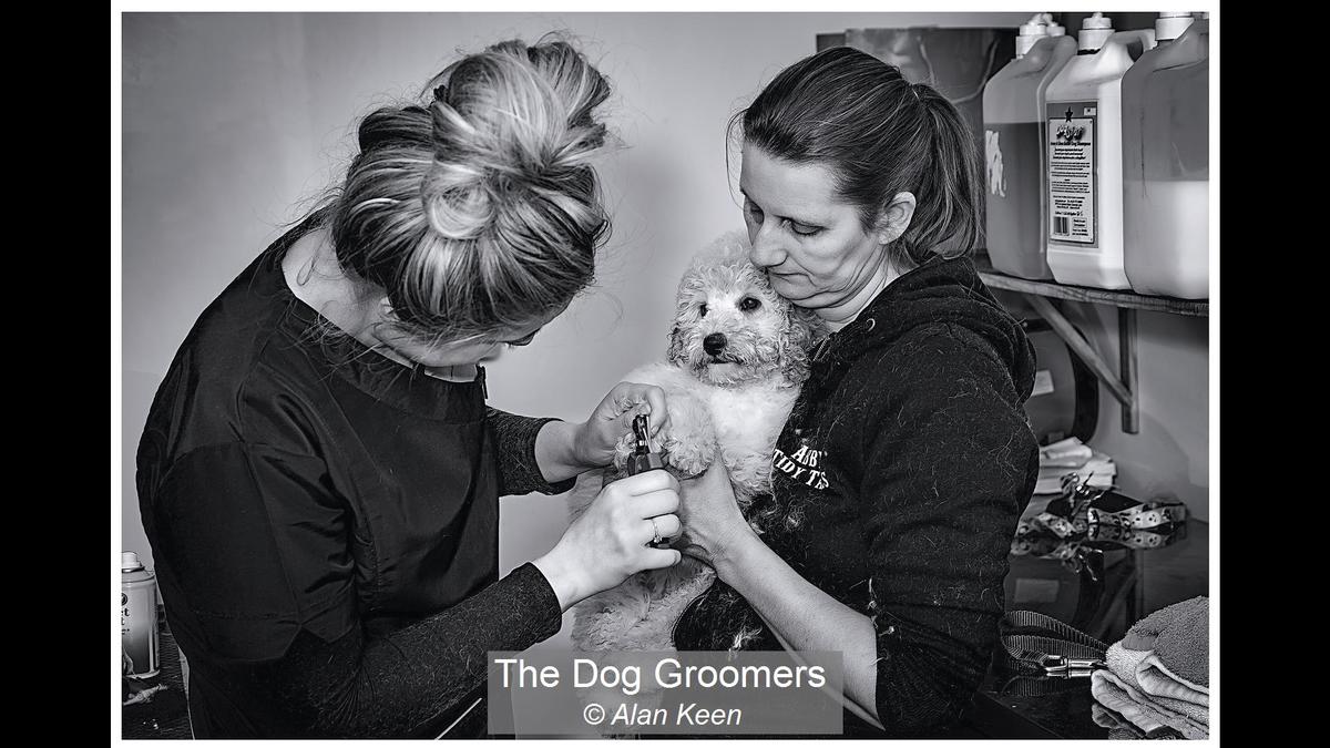 The Dog Groomers  Alan Keen